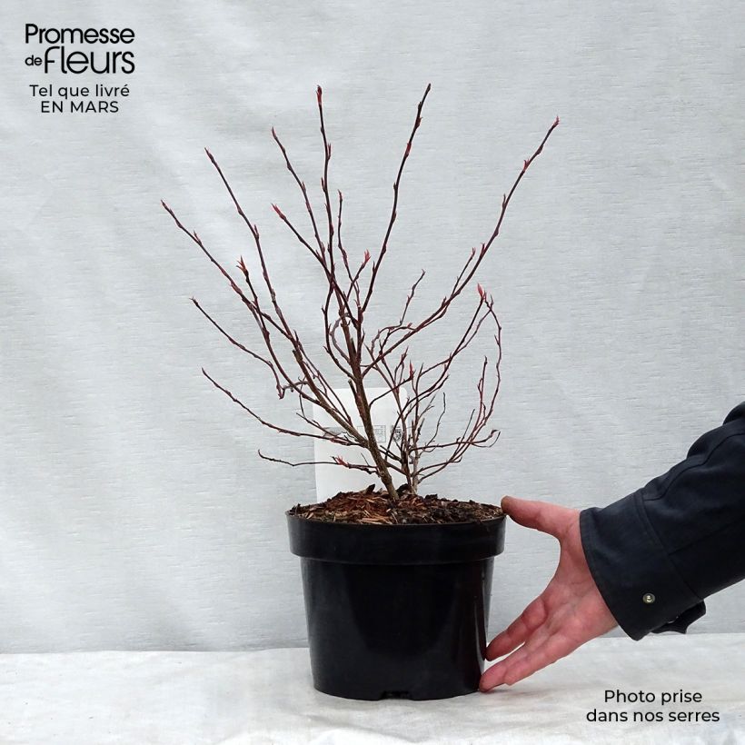 Stachyurus chinensis Joy Forever Maceta 2L/3L Ejemplar entregado en la primavera