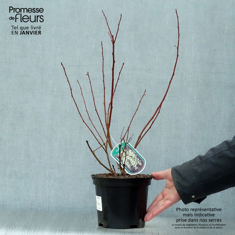 Stachyurus praecox Maceta 2L/3L Ejemplar entregado en invierno