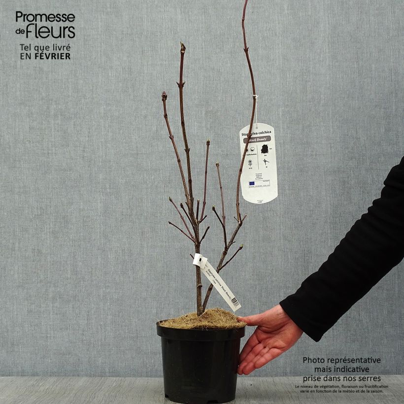 Staphylea colchica Black Beauty Maceta 4L/5L Ejemplar entregado en invierno