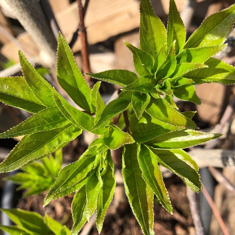 Staphylea colchica Black Jack (Follaje)