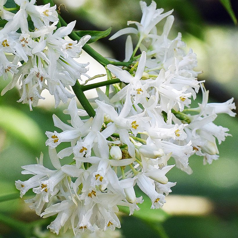 Staphylea colchica Black Jack (Floración)