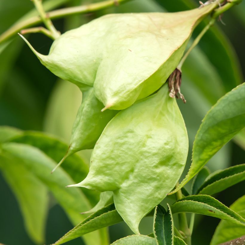 Staphylea colchica Black Jack (Cosecha)
