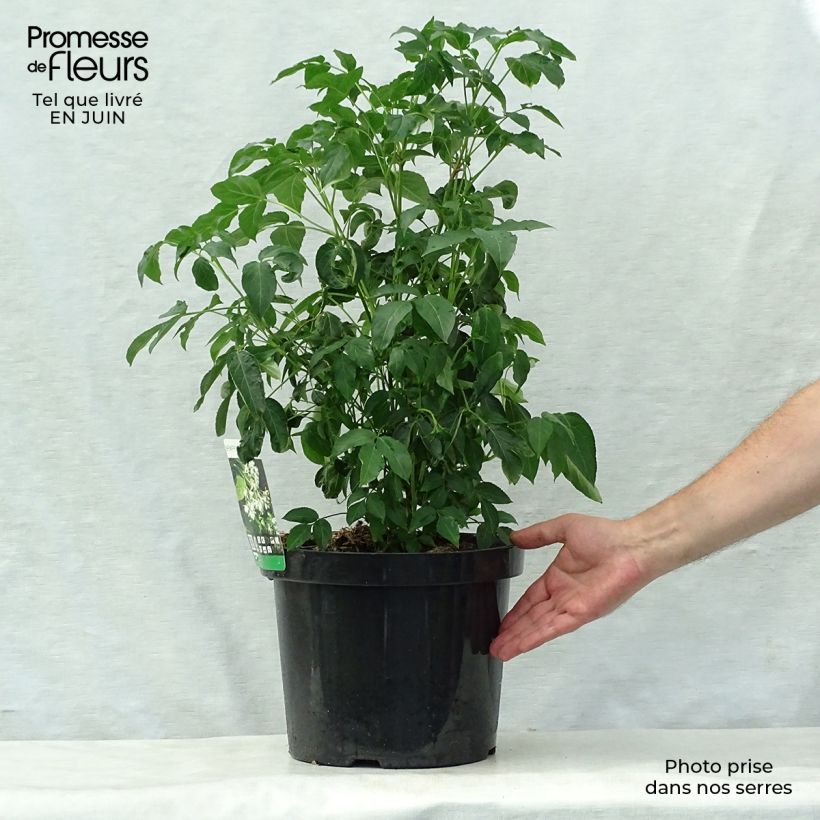 Ejemplar de Staphylea colchica Maceta 7,5L/10L entregado en verano