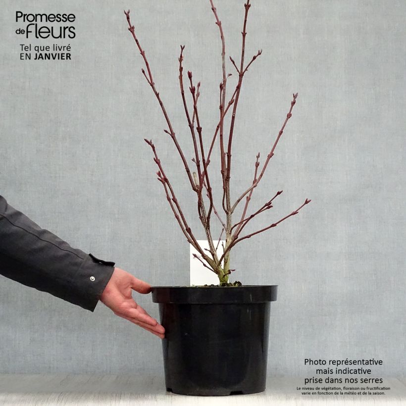 Staphylea colchica Maceta 7,5L/10L Ejemplar entregado en invierno