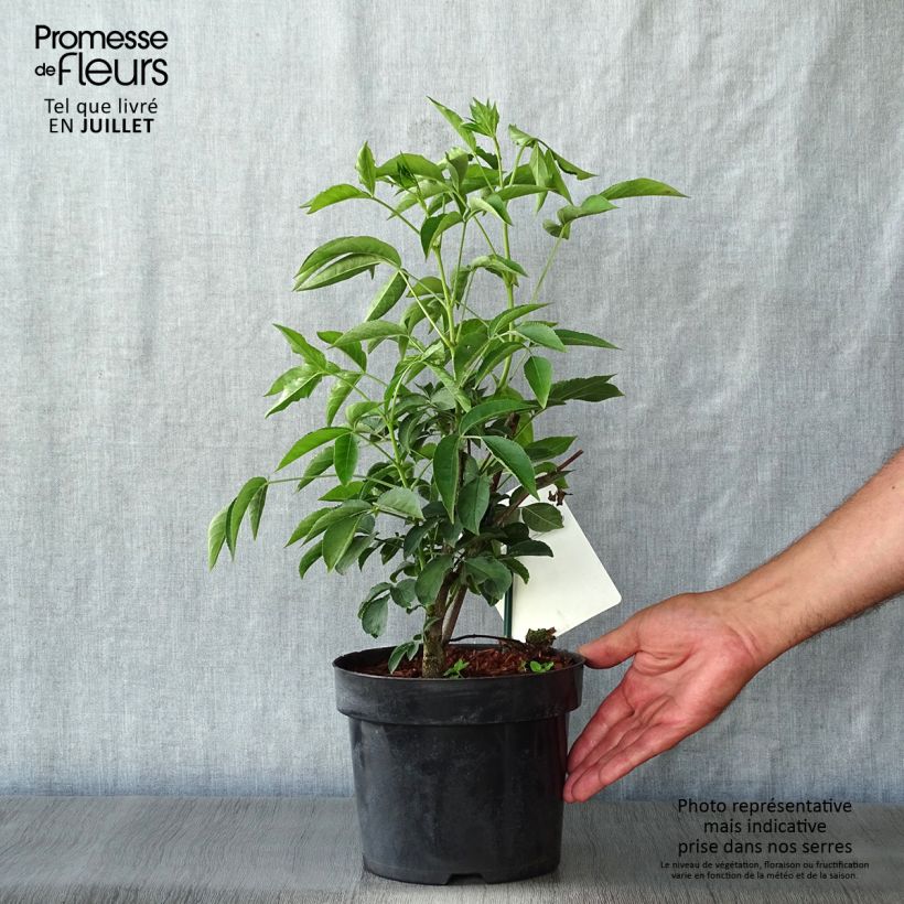 Ejemplar de Staphylea colchica Maceta 3L/4L entregado en verano
