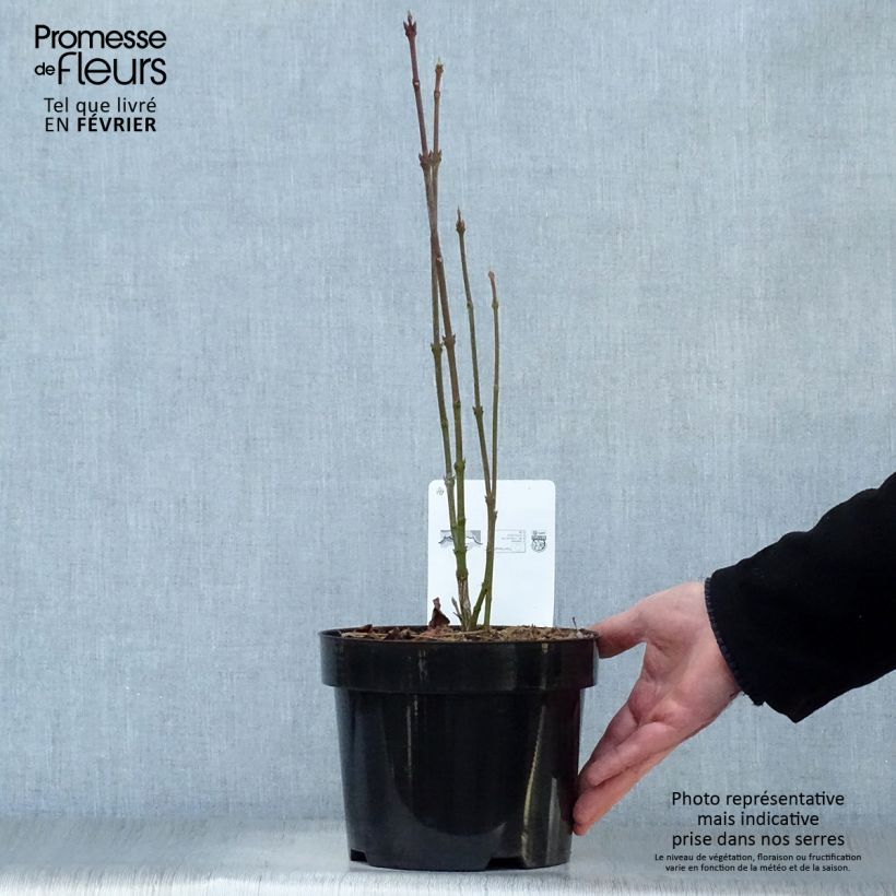 Staphylea colchica Maceta 3L/4L Ejemplar entregado en invierno