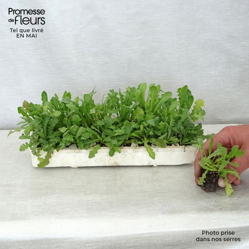 Limonium sinuatum Forever Mix Bandeja de semillero: cepellón 3,8 cm x 3,2 cm en bandeja de cultivo por 16 Ejemplar entregado en la primavera