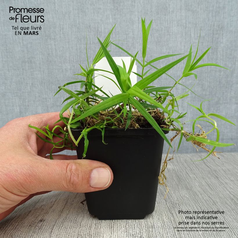 Stellaria holostea - Estrellada Maceta de 8/9 cm Ejemplar entregado en la primavera