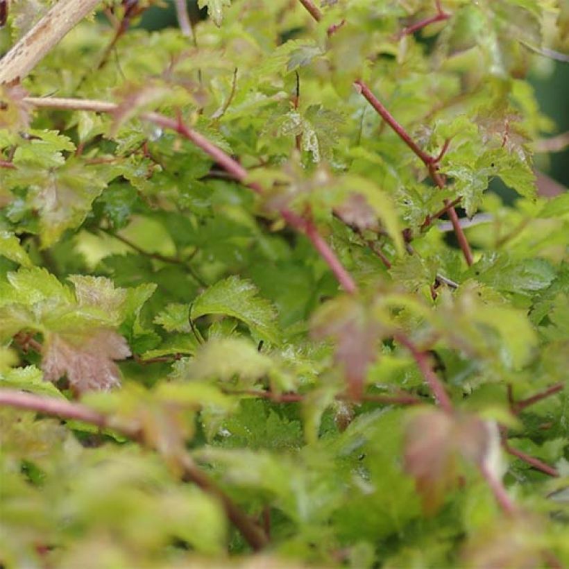Stephanandra incisa Crispa (Follaje)