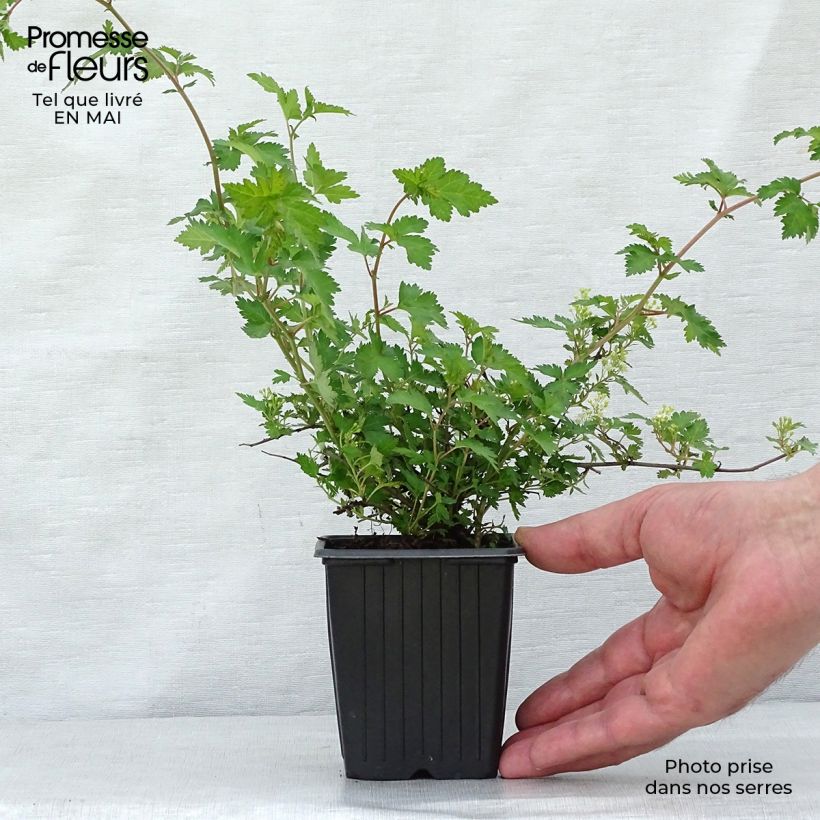 Stephanandra incisa Crispa Maceta de 8/9 cm Ejemplar entregado en la primavera