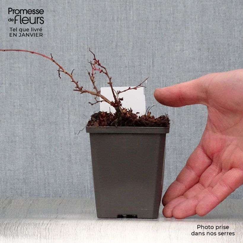 Stephanandra incisa Crispa Maceta de 8/9 cm Ejemplar entregado en invierno