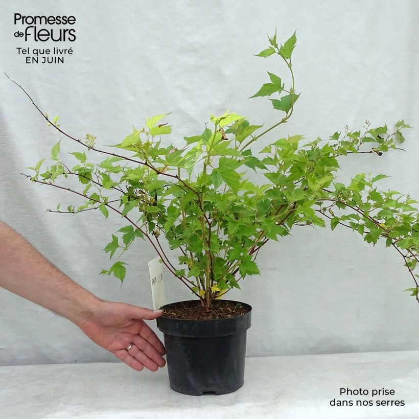Ejemplar de Stephanandra tanakae Maceta 3L/4L entregado en verano