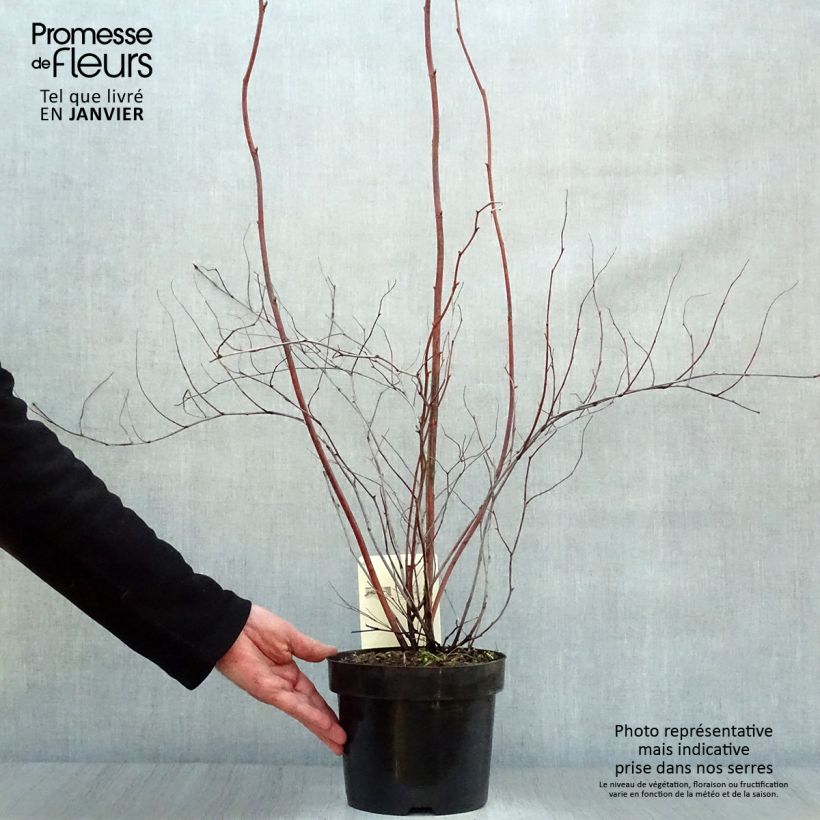 Stephanandra tanakae Maceta 3L/4L Ejemplar entregado en invierno