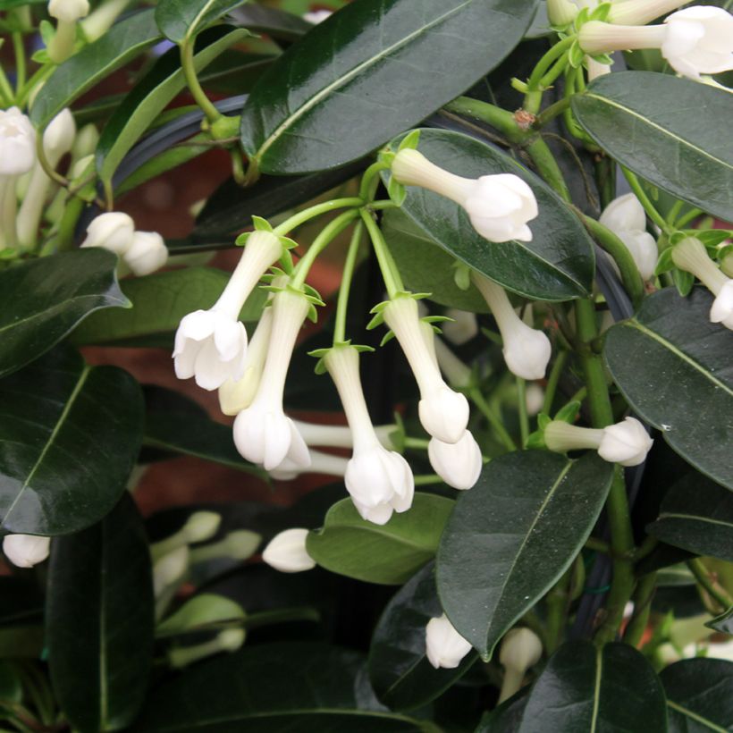Stephanotis jasminoides - Jazmín de Madagascar (Follaje)