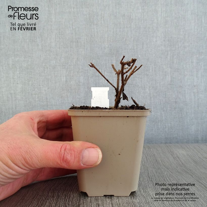 Estevia - Stevia rebaudiana Maceta de 8/9 cm Ejemplar entregado en invierno