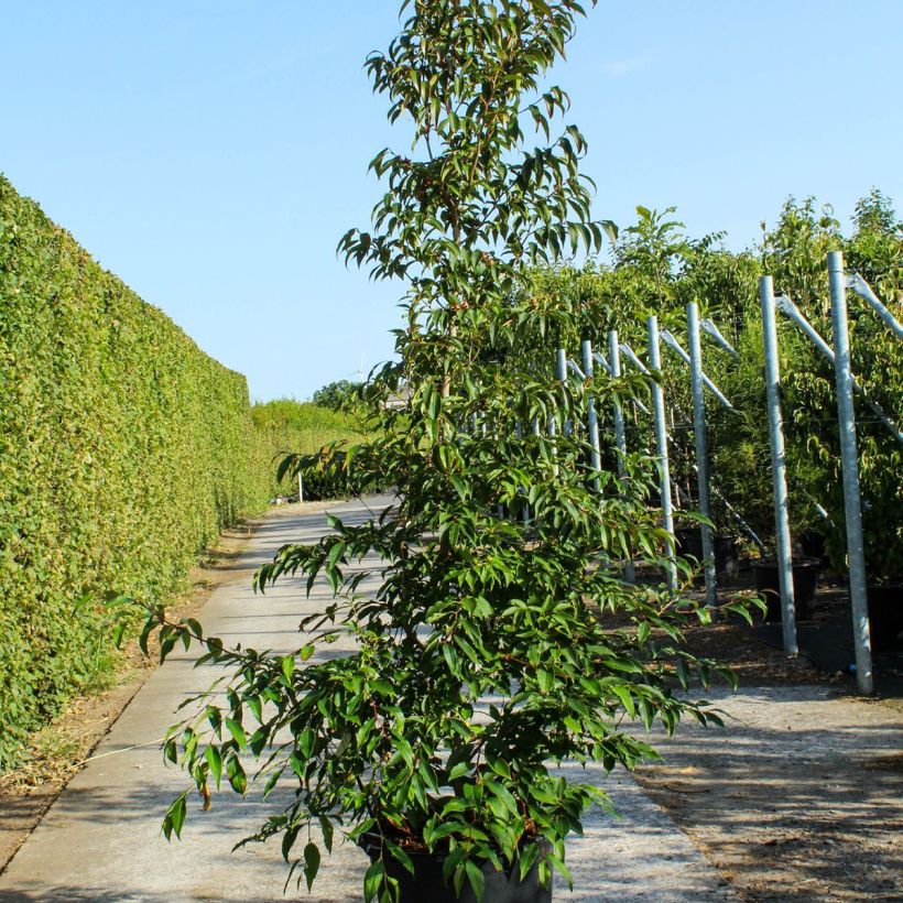 Stewartia pseudocamellia Maceta 70L/75L Ejemplar entregado en la primavera