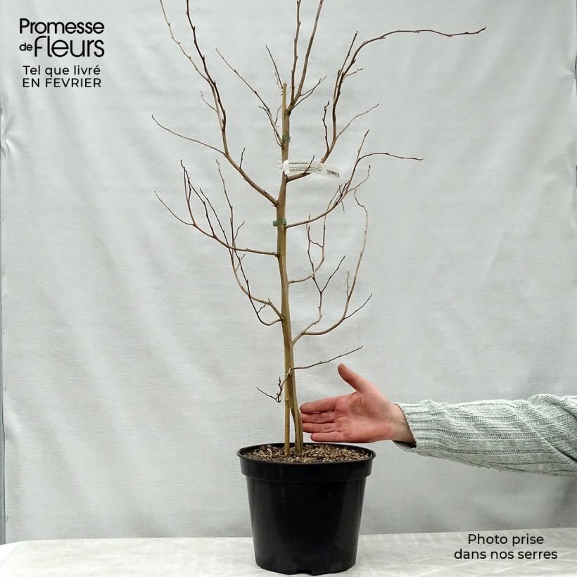 Stewartia rostrata Maceta 4L/5L Ejemplar entregado en invierno