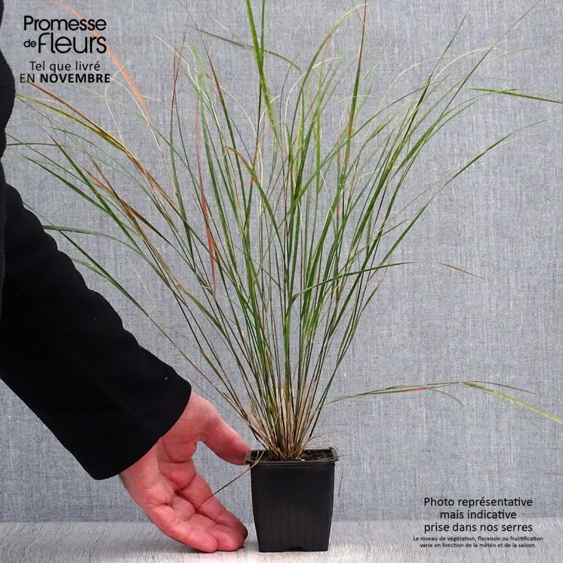 Ejemplar de Stipa arundinacea Maceta de 8/9 cm entregado en otoño
