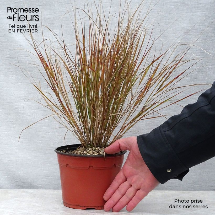 Stipa arundinacea Maceta 2L/3L Ejemplar entregado en invierno