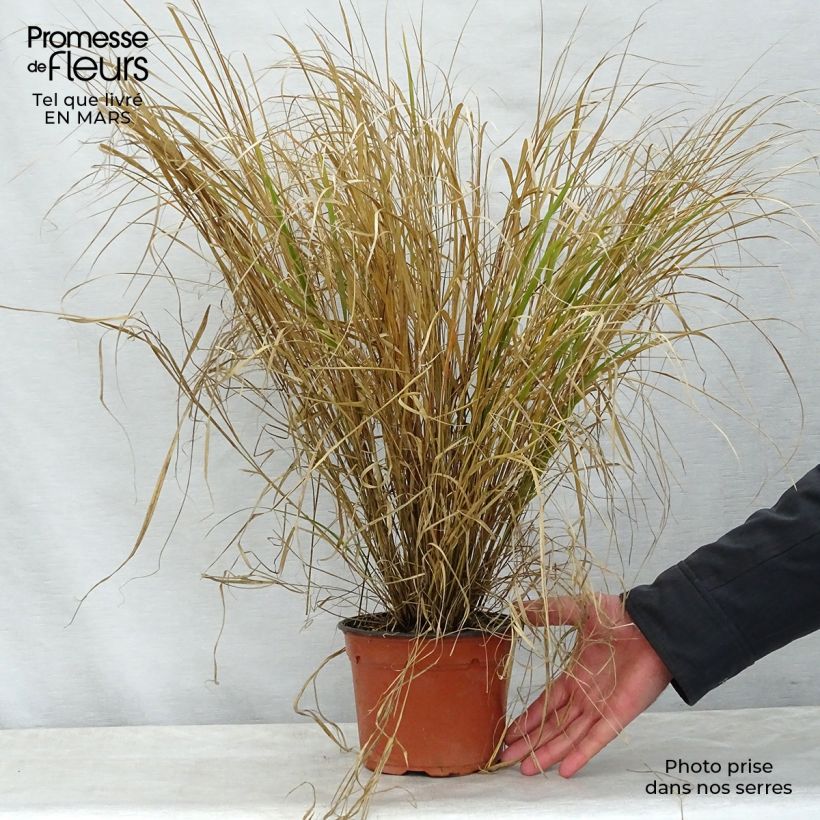 Stipa arundinacea Sirocco Maceta 2L/3L Ejemplar entregado en la primavera