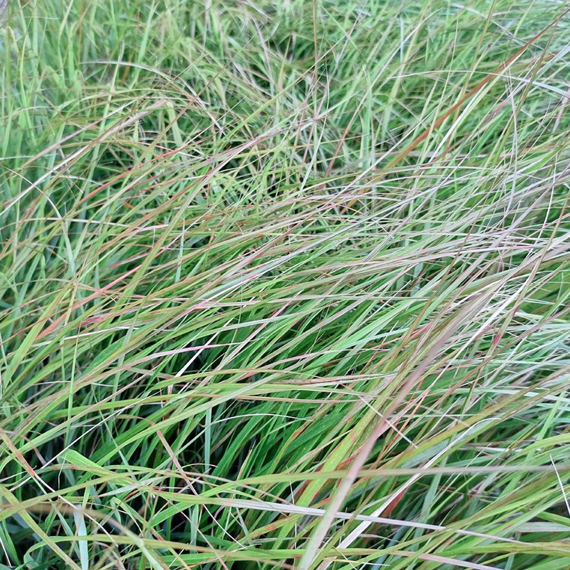 Stipa arundinacea Sirocco (Follaje)