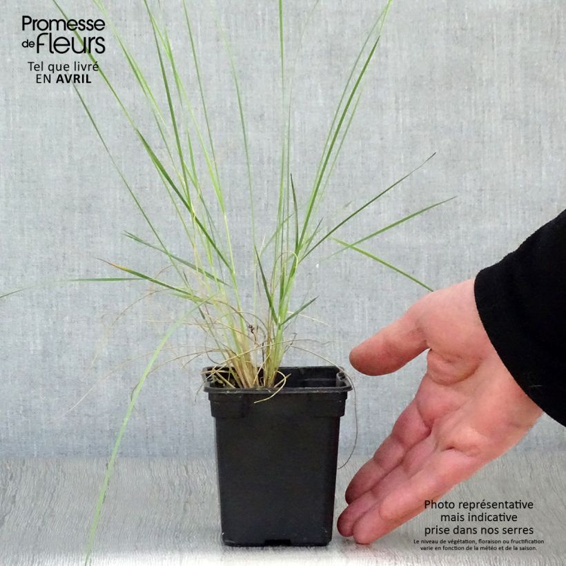 Stipa barbata Maceta de 7/8 cm Ejemplar entregado en la primavera