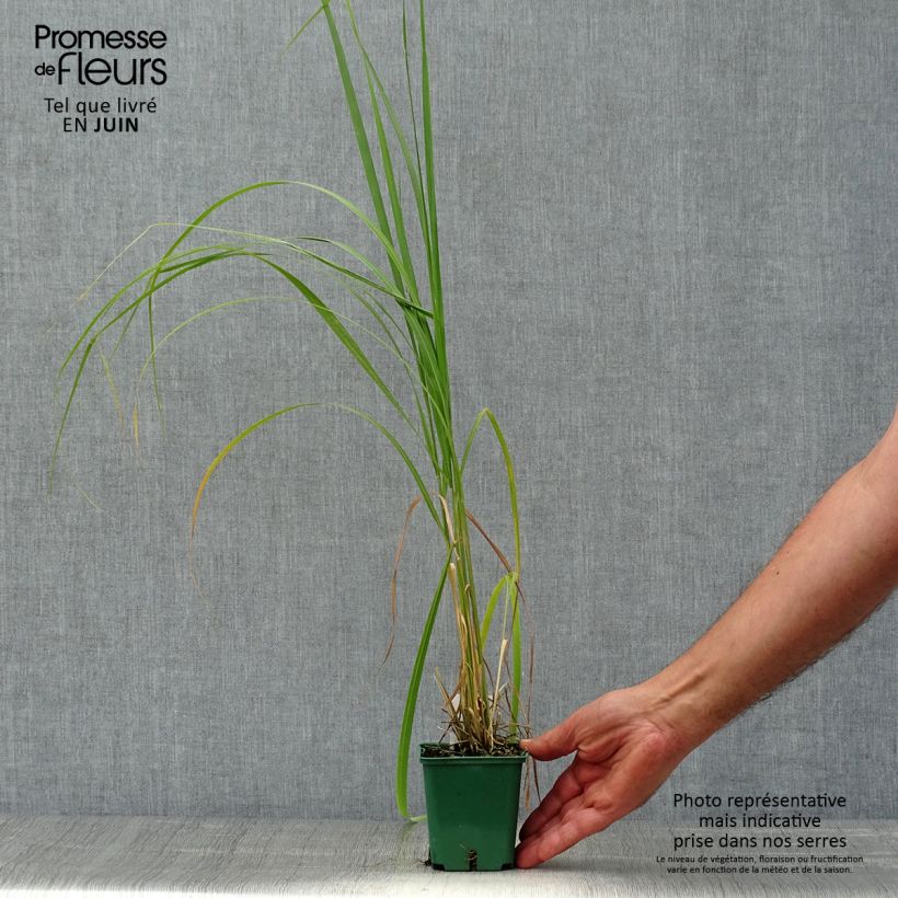 Ejemplar de Stipa calamagrostis Maceta de 8/9 cm entregado en verano