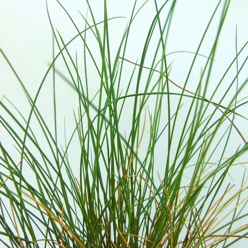 Stipa capillata (Follaje)
