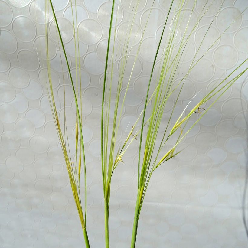 Stipa capillata (Floración)
