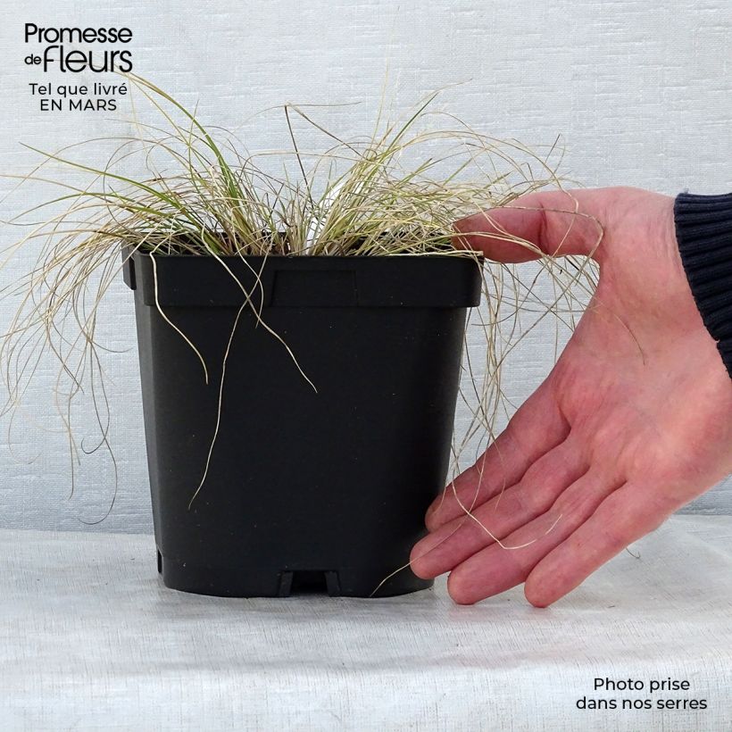 Stipa capillata Maceta 2L/3L Ejemplar entregado en la primavera