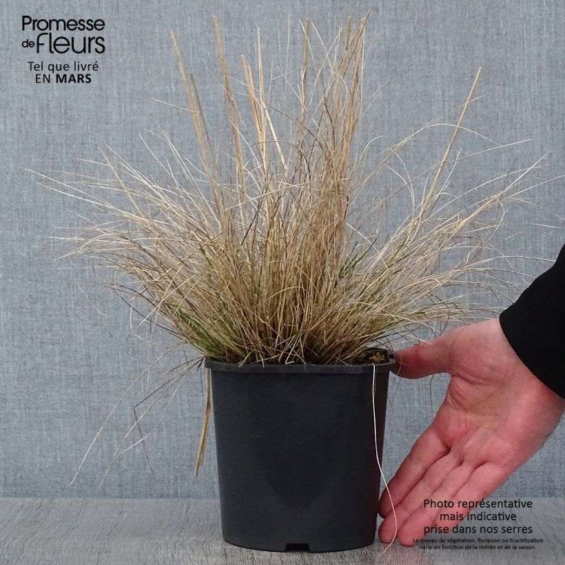 Stipa capillata Maceta 2L/3L Ejemplar entregado en invierno
