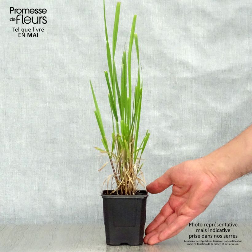 Stipa extremiorientalis Maceta de 8/9 cm Ejemplar entregado en la primavera