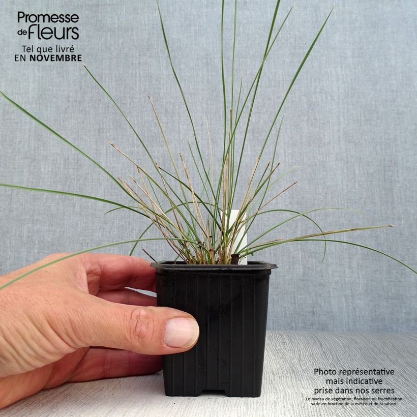 Ejemplar de Stipa gigantea Maceta de 8/9 cm entregado en otoño