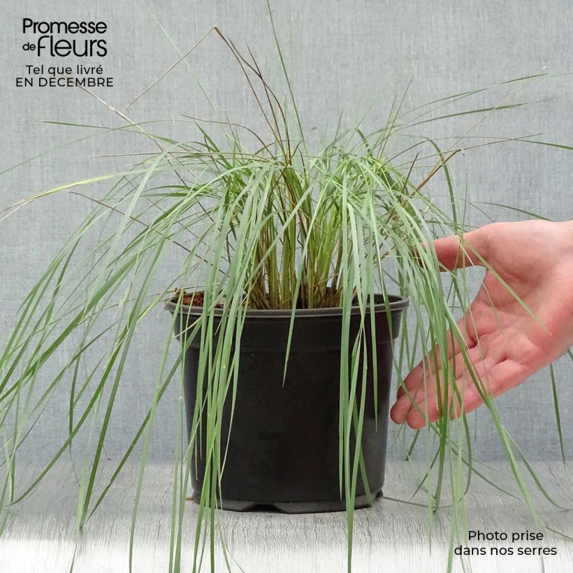 Stipa gigantea Maceta 2L/3L Ejemplar entregado en invierno
