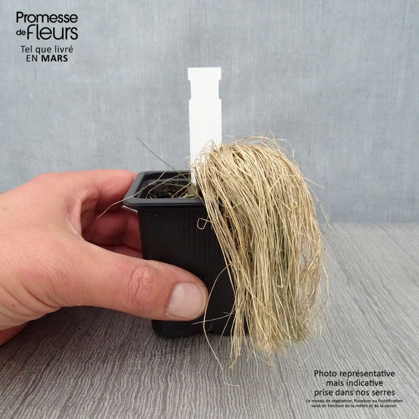 Stipa ichu - Ichu Maceta de 7/8 cm Ejemplar entregado en la primavera