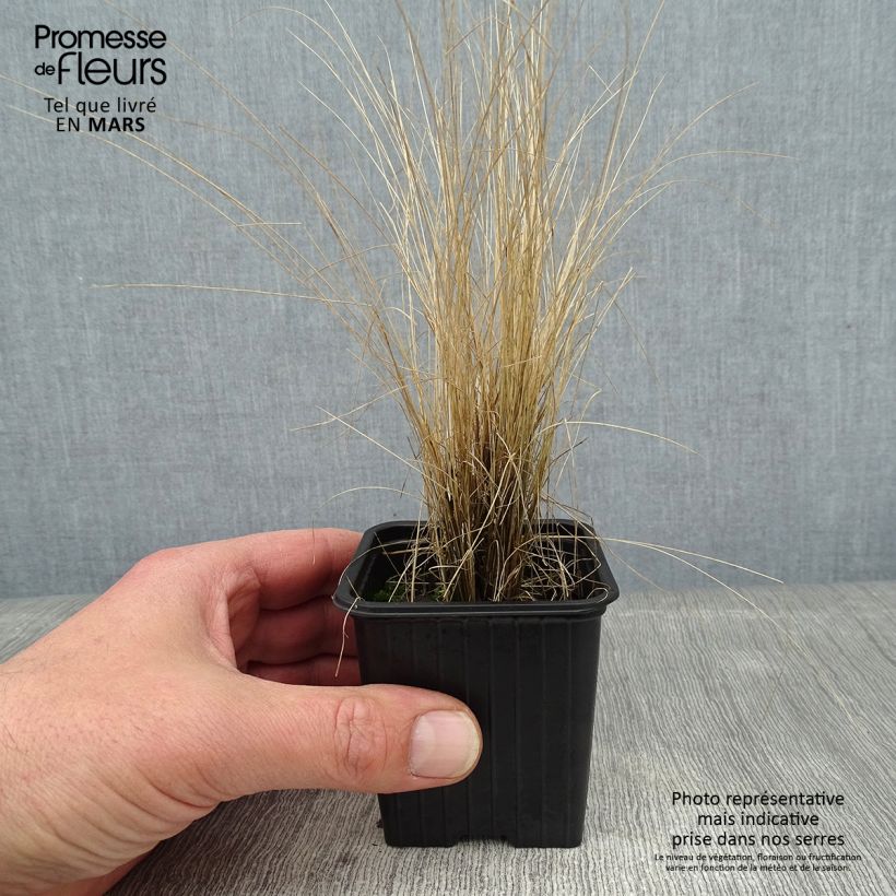 Stipa ichu - Ichu Maceta de 7/8 cm Ejemplar entregado en invierno