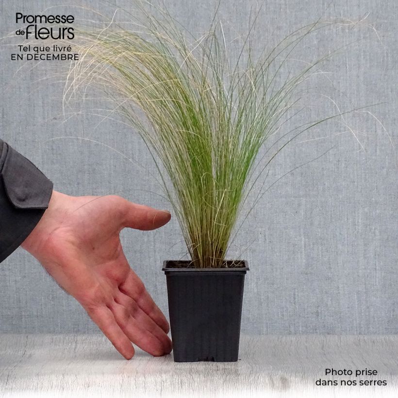 Stipa tenuifolia - Estipa Maceta de 7/8 cm Ejemplar entregado en invierno