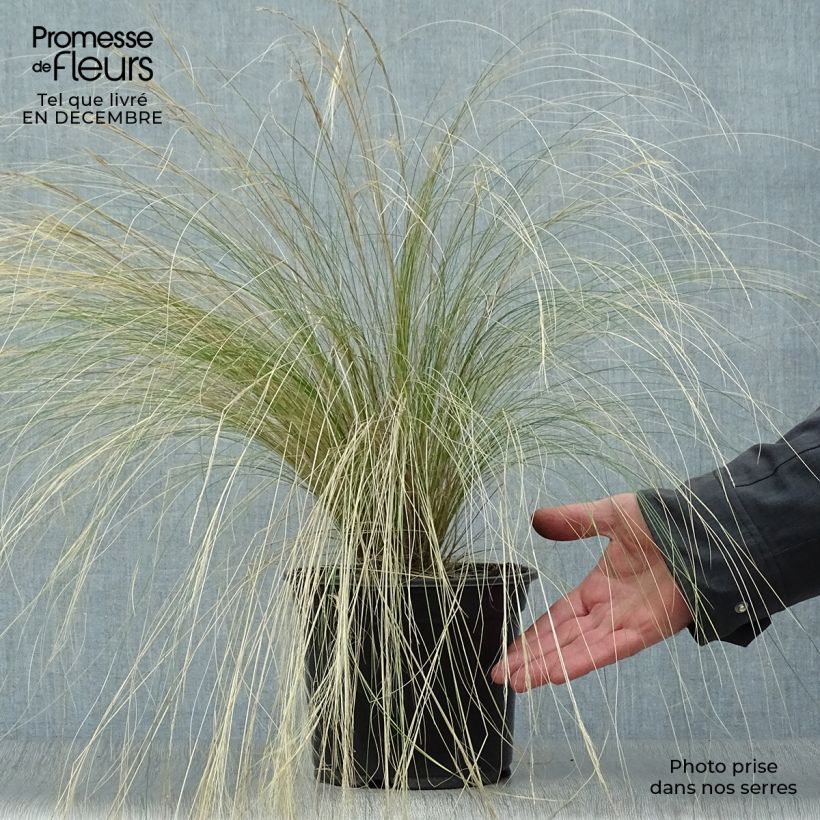 Stipa tenuifolia - Estipa Maceta 2L/3L Ejemplar entregado en invierno