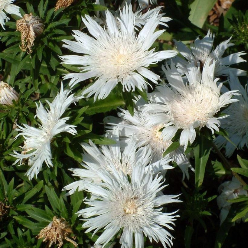 Stokesia laevis Alba (Floración)