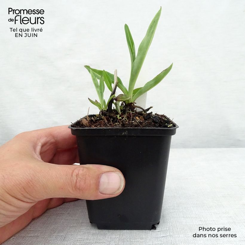 Ejemplar de Stokesia laevis Alba Maceta de 8/9 cm entregado en verano