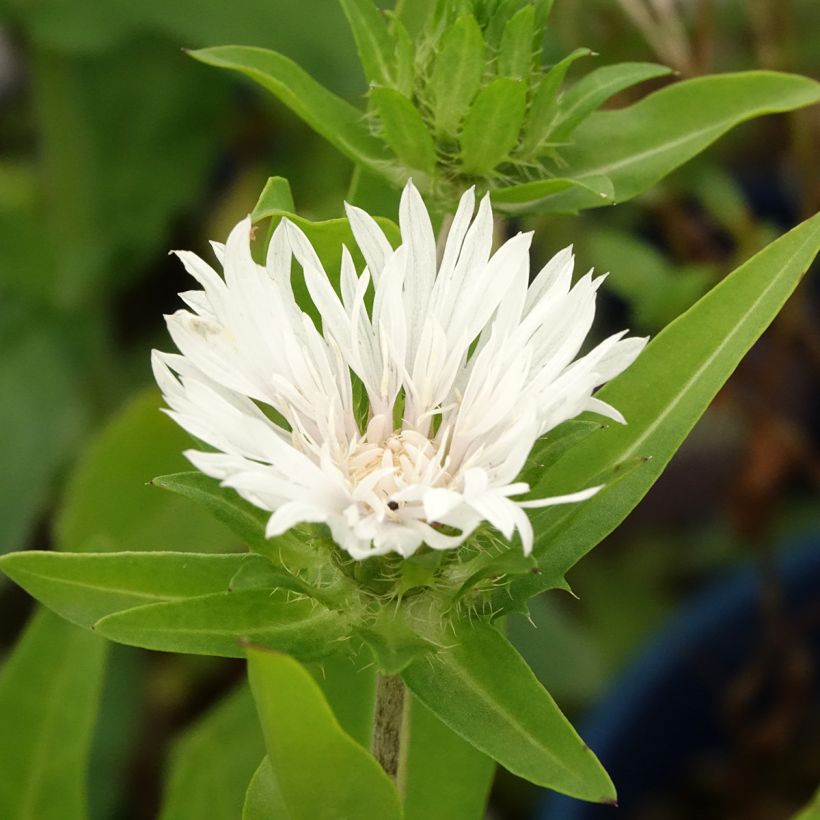 Stokesia laevis Alba (Follaje)