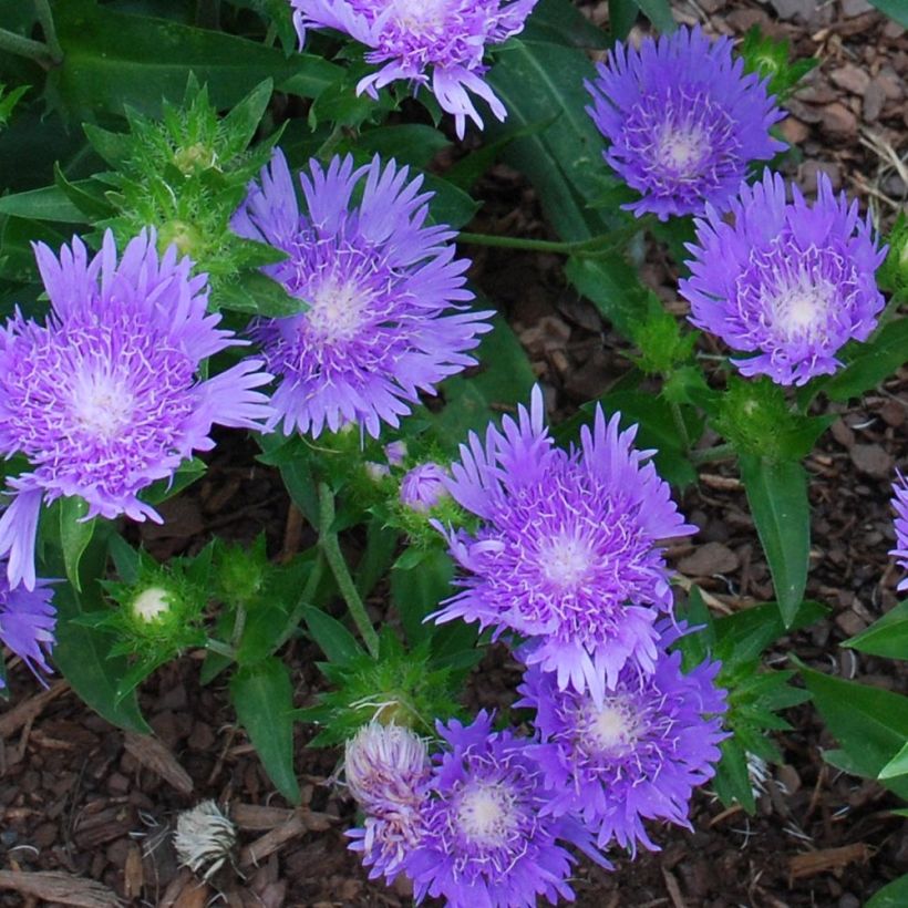 Stokesia laevis Blue Star (Floración)