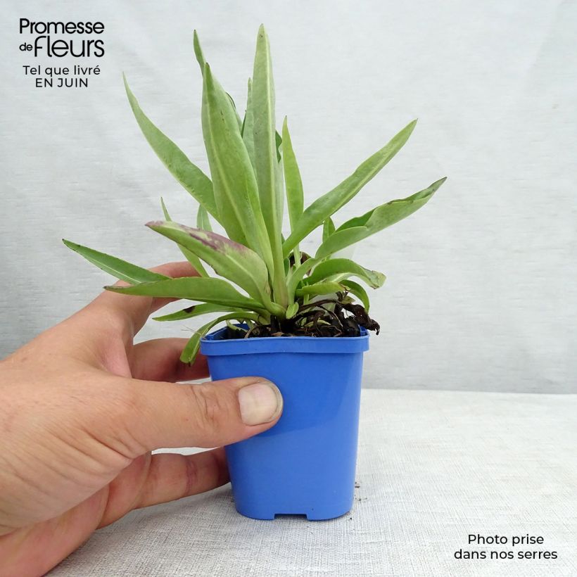 Ejemplar de Stokesia laevis Blue Star Maceta de 8/9 cm entregado en verano