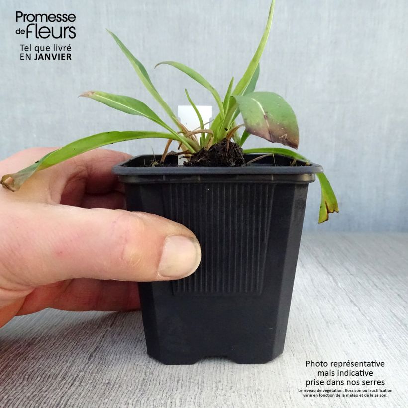 Stokesia laevis Blue Star Maceta de 8/9 cm Ejemplar entregado en invierno