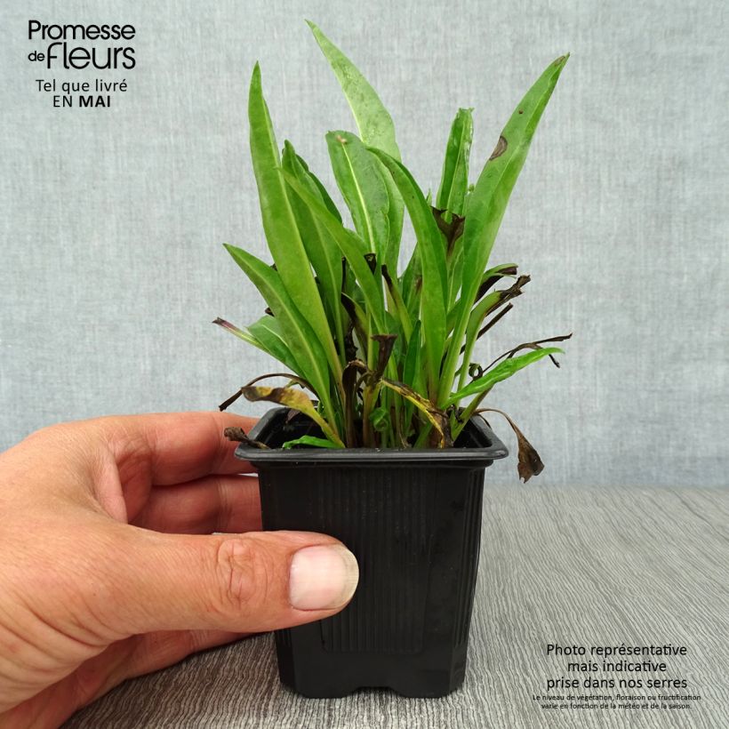 Stokesia laevis Blue Star Maceta de 8/9 cm Ejemplar entregado en la primavera