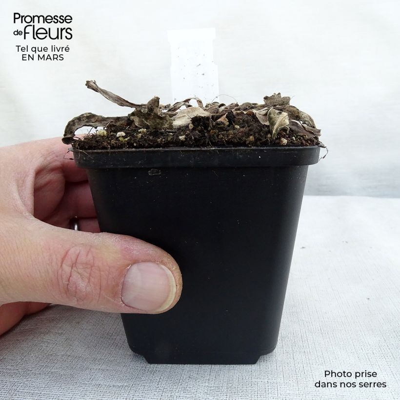 Stokesia laevis Elf Maceta de 8/9 cm Ejemplar entregado en la primavera