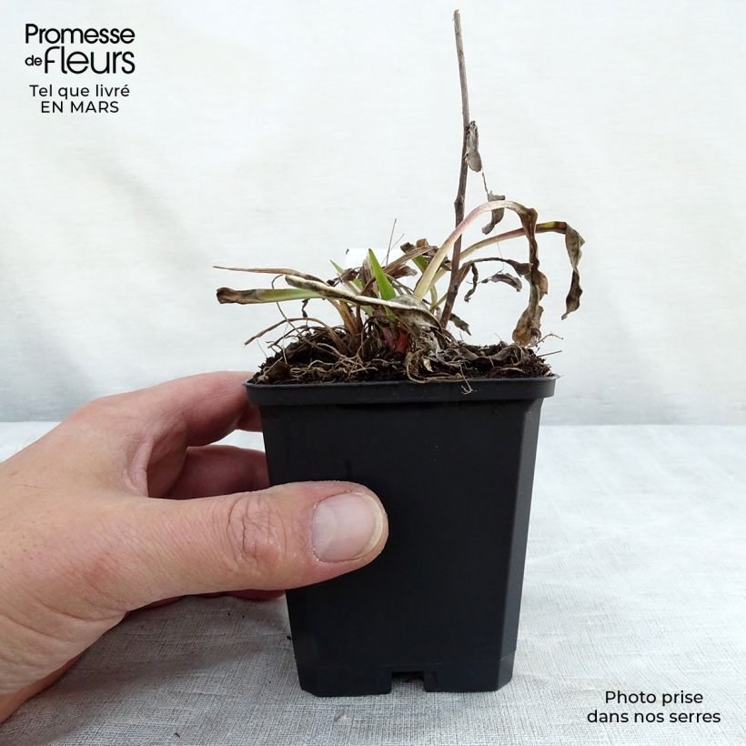 Stokesia laevis Purple Parasols Maceta de 8/9 cm Ejemplar entregado en invierno