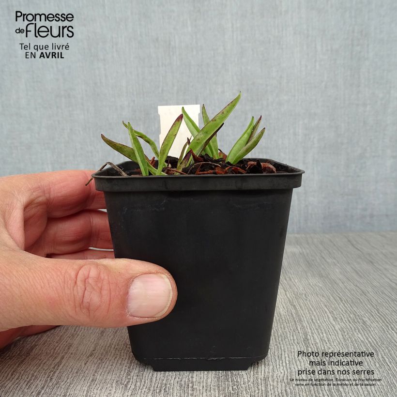 Stokesia laevis Purple Parasols Maceta de 8/9 cm Ejemplar entregado en la primavera