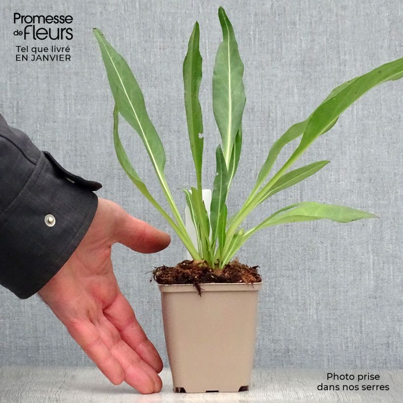 Stokesia laevis Traumerei Maceta de 8/9 cm Ejemplar entregado en invierno