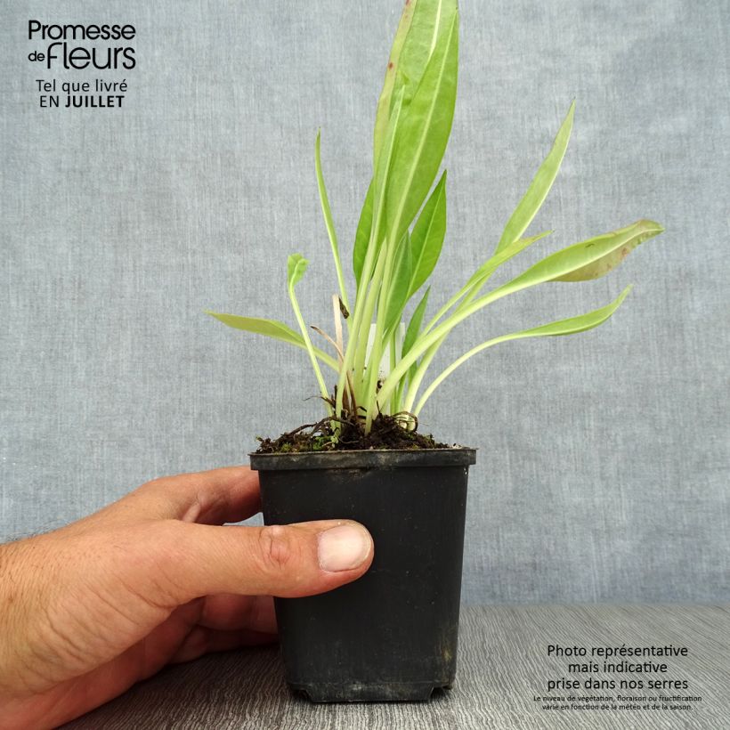 Ejemplar de Stokesia laevis Traumerei Maceta de 8/9 cm entregado en verano